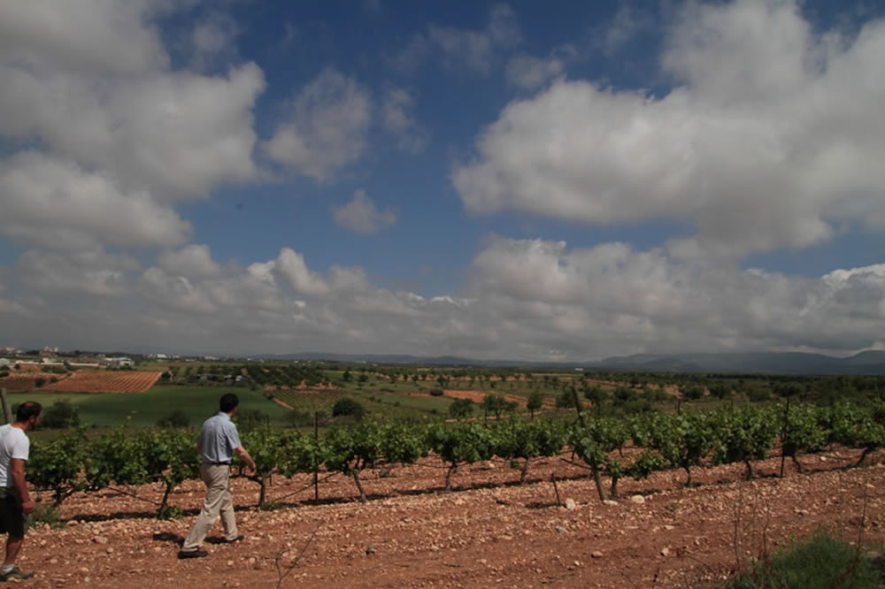 Félix en la viña y Utiel al fondo